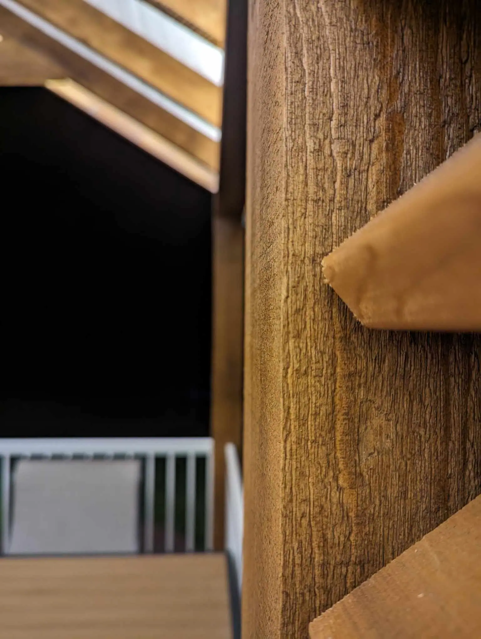 T_epervier_2022h merisier russe